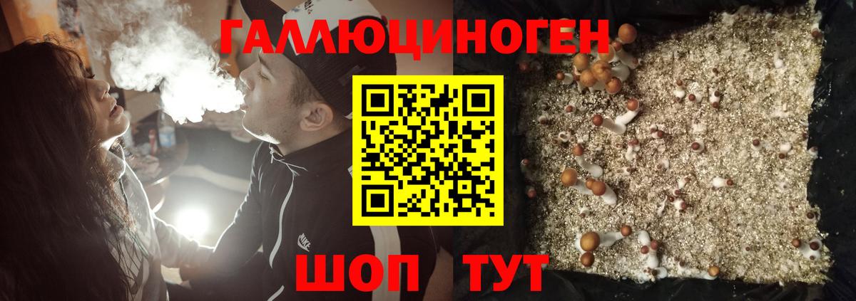 Псилоцибиновые грибы мицелий Заводоуковск